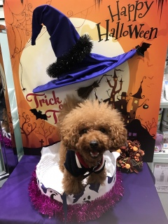 Halloween2🎃