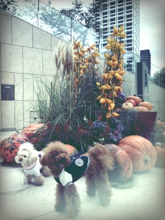�n���E�B��🎃