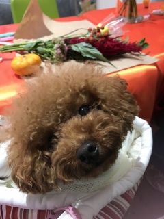 �n���E�B���u�[�P💐