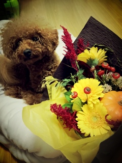 ���̃u�[�P💐
