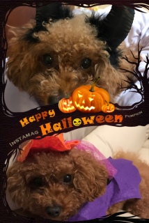Halloween�o���_�i
