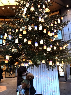�N���X�}�X�c���[🎄