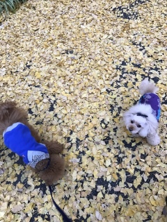 ���˂��[��‼