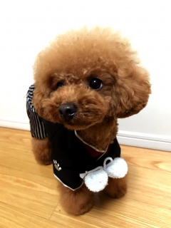 �J�����_�[