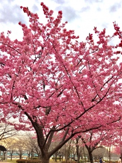 �炢�Ă���🌸