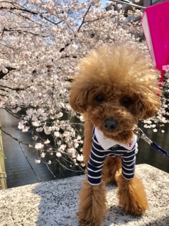 ������܂�🌸