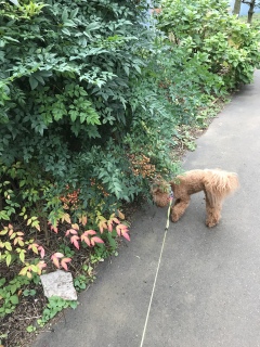�H🍁