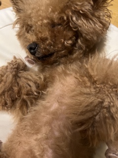 💤