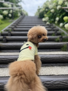 VV