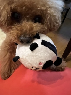 🐼