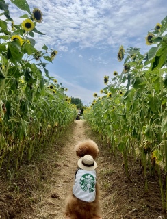 🌻̔w
