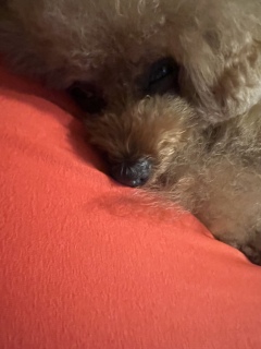 Yogibo