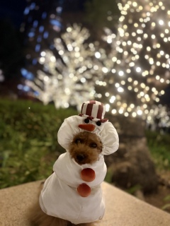 �Ⴞ���⛄❄�o���_�i