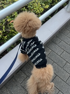 ����T���Ă�́[