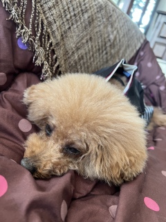 ������ꂽ�c