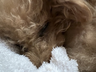 �I����Ă��܂��c