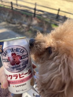 🌸���Ȃ���