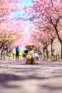 �����̉J�Ƌ�����