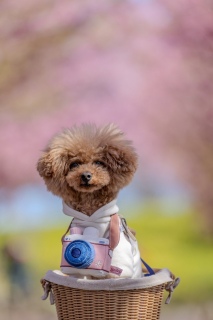 ���˂ނ̎��Ԃł�⏰