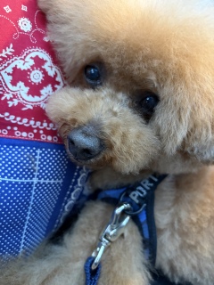 �g���~���Oday