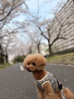 �����̂��U���B