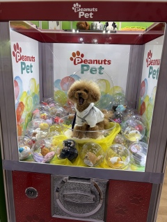 �J�v�Z���g�C�o���_�i