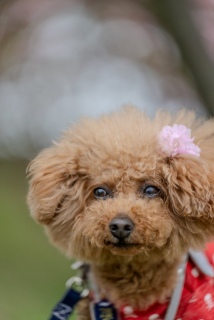 �o���q�����