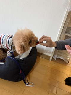 �v���Ԃ��