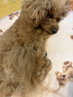 �����ꂿ���