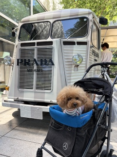 PRADA