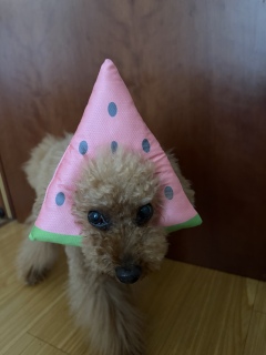 �X�C�J�o���_�i🍉��