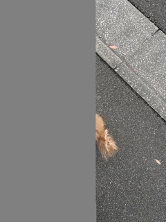 念の為