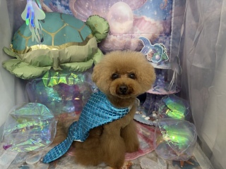 �}�[���C�h🧜‍��️