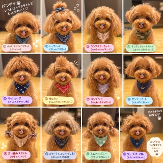 �o���_�i�w�A���W🐶