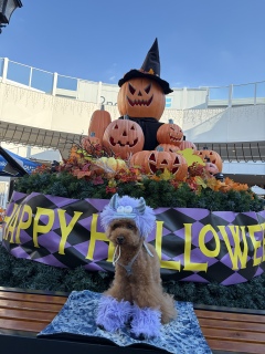 Halloween🎃�X�|�b�g